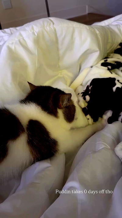 nikkibitez nikkibitez archive video