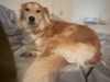 amyeett Altpins Profile Picture