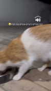 karin_orhov Altpins Profile Picture