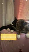 cellow111 Altpins Profile Picture