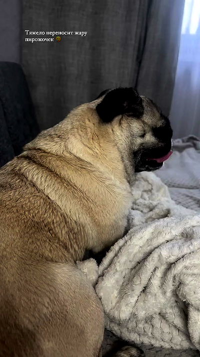 nyityam nyityam archive video