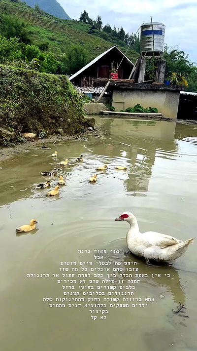 kesemgreenyer kesemgreenyer archive video