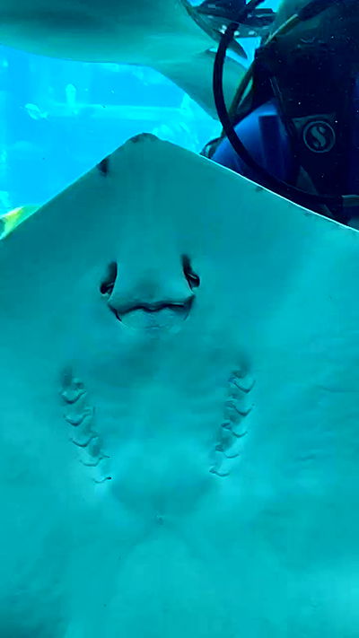 itsilanosh itsilanosh archive video