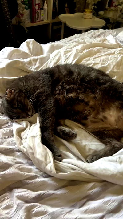 _wizardmidget_ _wizardmidget_ archive video