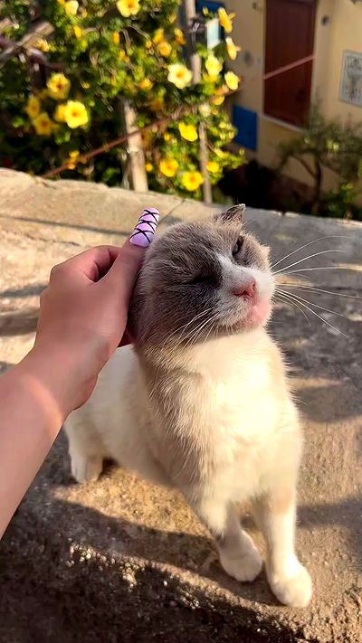 yam_adler yam_adler archive video