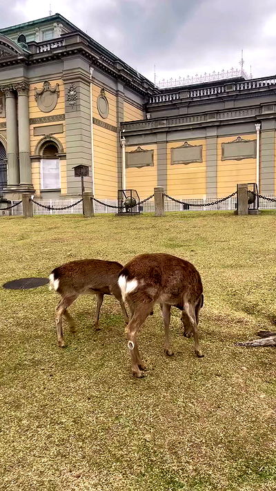 neomiconrad neomiconrad archive video