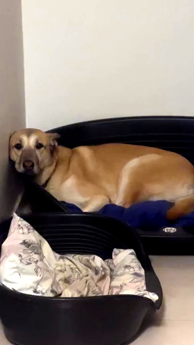 moonliliaght moonliliaght archive video