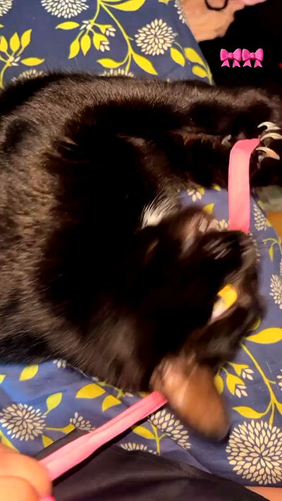 hellokittyangel666 hellokittyangel666 archive video