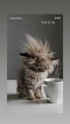 yael_p_16 Altpins Profile Picture