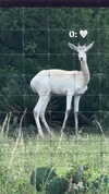 lovingmeg Altpins Profile Picture