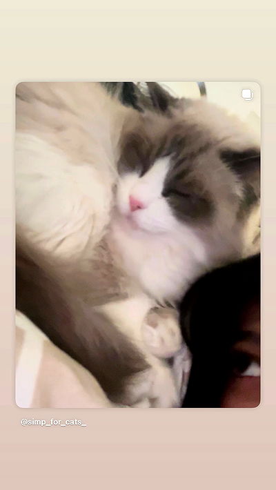 simp_for_cats_ simp_for_cats_ archive video