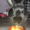 dakotabell05 Altpins Profile Picture