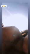 gaya.tzanani Altpins Profile Picture