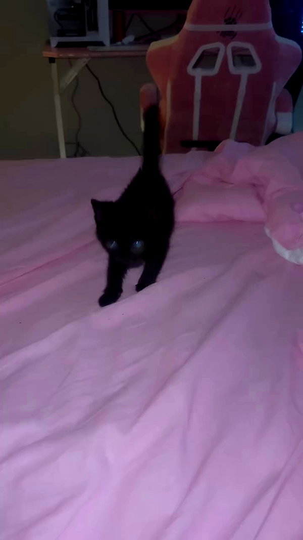 miss_baby007 archive video preview