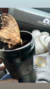ellmari.e Altpins Profile Picture