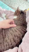 kriiizellda Altpins Profile Picture