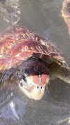 liya_manor_ Altpins Profile Picture