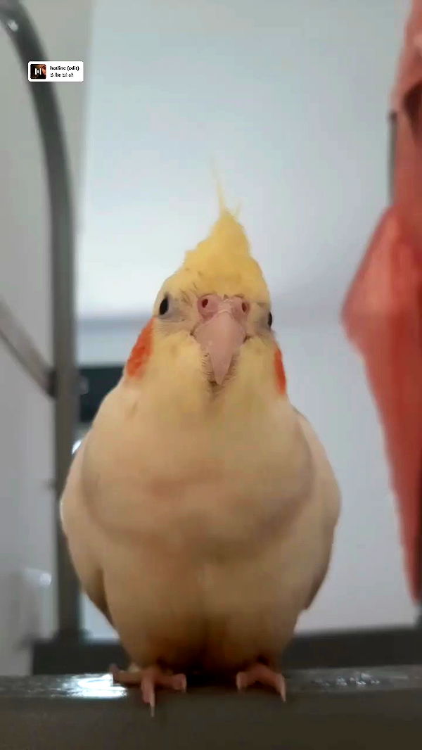 tinapavlov.sky archive video preview