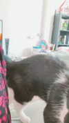 kriiizellda Altpins Profile Picture