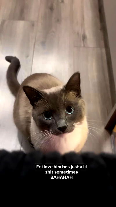 wuvkyu wuvkyu archive video