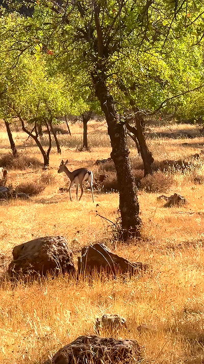 nikolgolovatzky nikolgolovatzky archive video