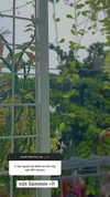 suadaunanh_ne Altpins Profile Picture