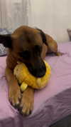 babyjoelle_ Altpins Profile Picture