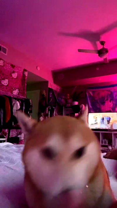 zommmbri zommmbri archive video