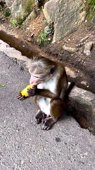 rivkavel rivkavel archive video