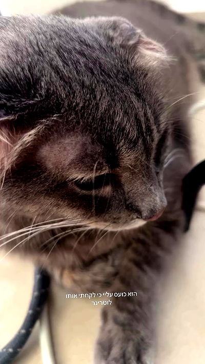 _wizardmidget_ _wizardmidget_ archive video