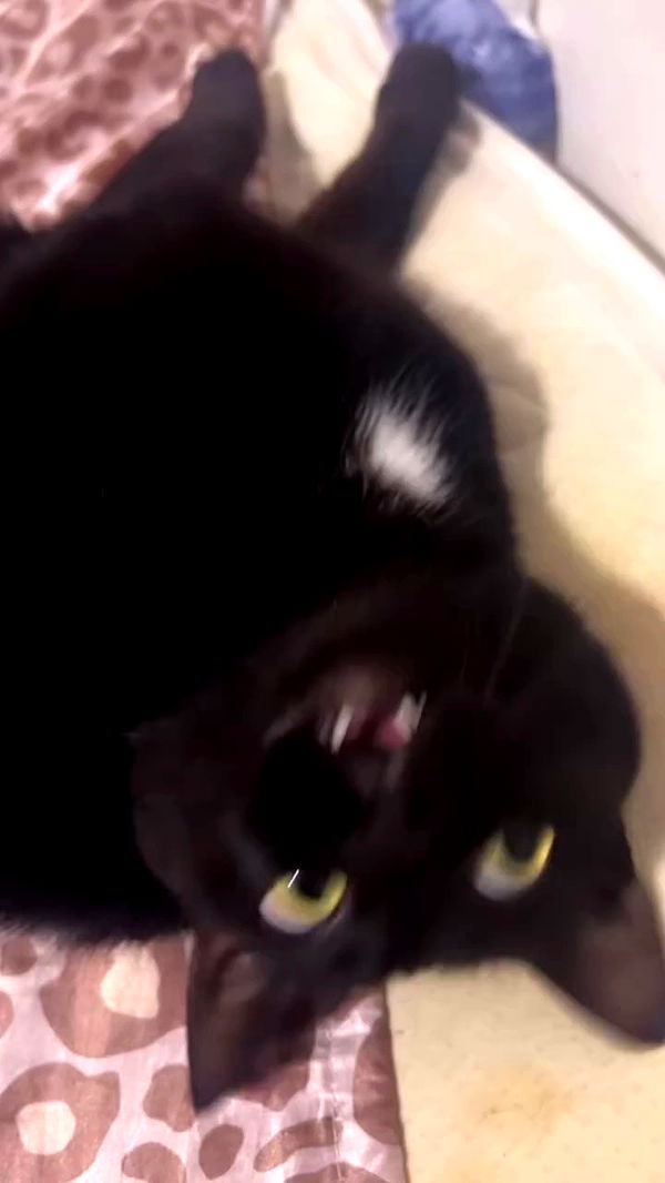 hellokittyangel666 archive video preview