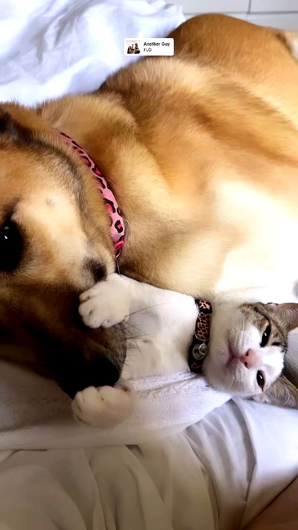 liashaked archive video preview