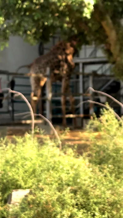 jaroslava_klavir jaroslava_klavir archive video