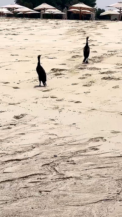 payton.r payton.r archive video