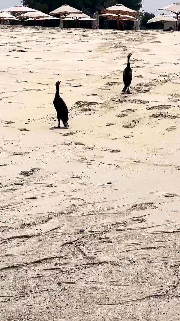 payton.r archive video preview