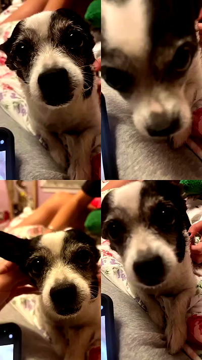 lilarosepalaza lilarosepalaza archive video