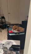 cclaire.bbear1 Altpins Profile Picture