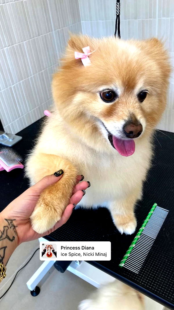 shanikaneko archive video preview