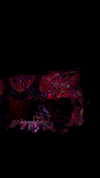 lisssa_sha Altpins Profile Picture