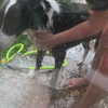 tecknopuppy Altpins Profile Picture