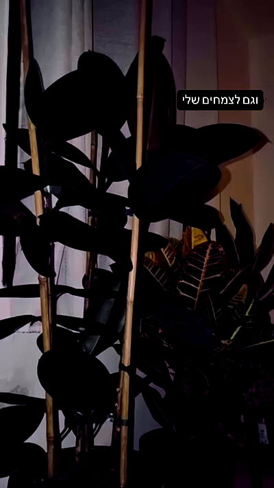 romy_ayalla_lavi romy_ayalla_lavi archive video