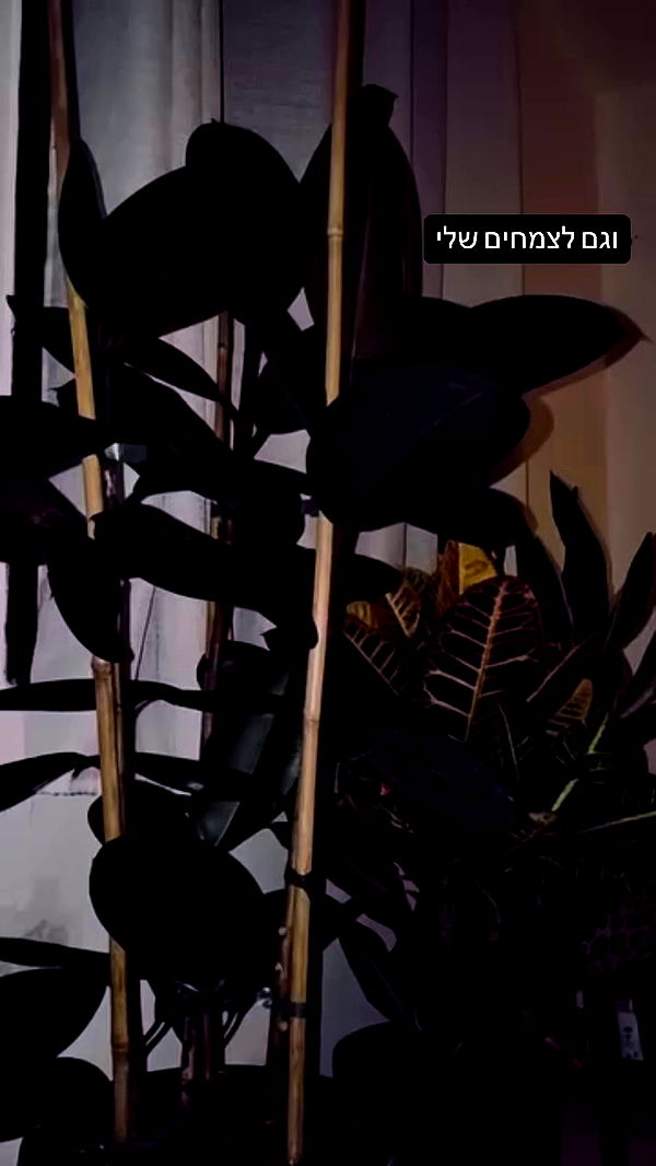 romy_ayalla_lavi archive video preview