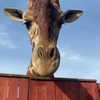 sophiagiannamore Altpins Profile Picture
