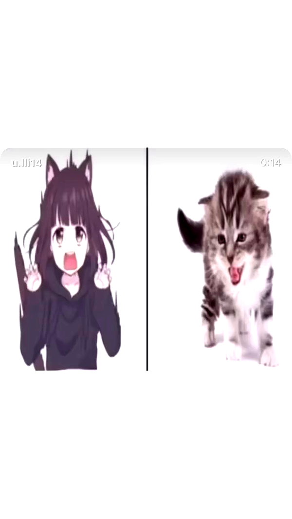 pawcalii archive video preview