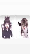pawcalii Altpins Profile Picture