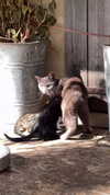 shaipeleg Altpins Profile Picture