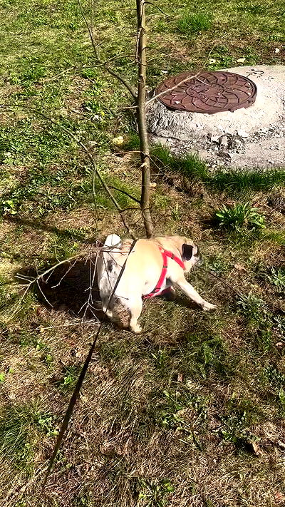 nyityam nyityam archive video