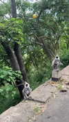 noa_mendel_ Altpins Profile Picture