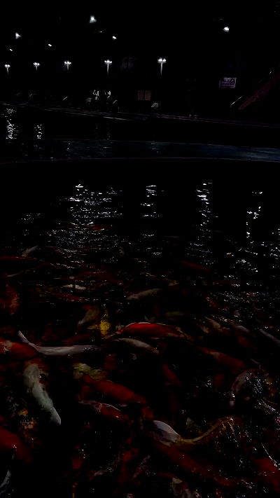 oqr0_ oqr0_ archive video