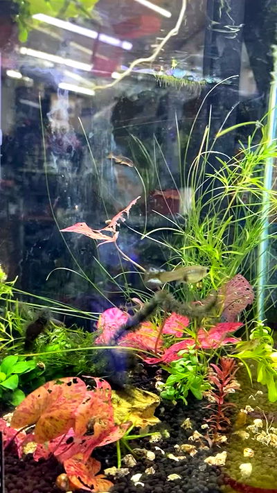 babynympho_archive babynympho_archive archive video